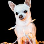 Cooper, Chihuahua